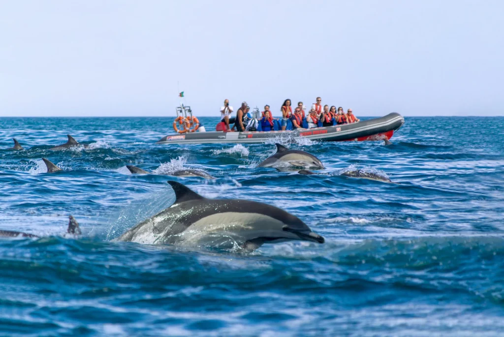 Passeio de Barco - Golfinhos